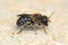 Osmia melanogaster